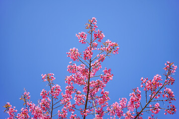 pink sakura flowers or wild himalayan cherry blossom tree across blue sky