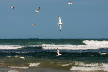 Sternes en train de pêcher
