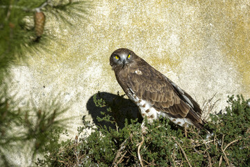 Oiseau de proie perché