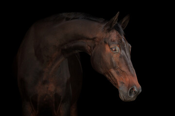 Fototapeta na wymiar Horse portrait black background