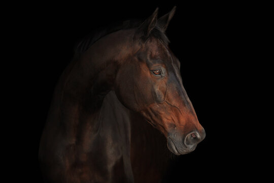 Horse portrait black background