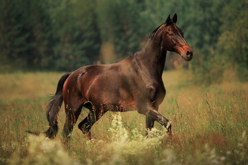 Bay horse gallop