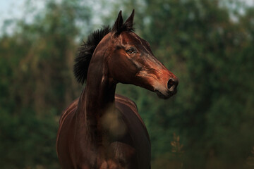 Bay horse gallop