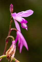 purple exotic flower as background