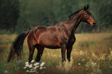 Bay horse gallop