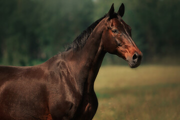 Bay horse gallop