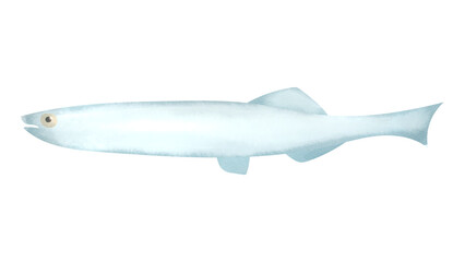 Obraz premium シラスの水彩風イラスト White bait. Watercolor style illustration.