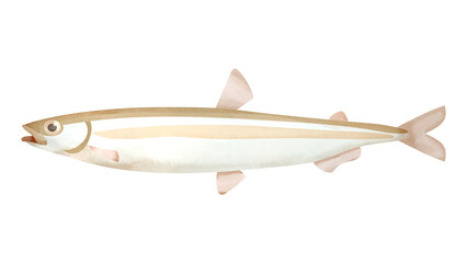 ワカサギの水彩風イラスト
Japanese pond smelt. Watercolor style illustration.