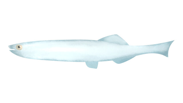 シラスの水彩風イラスト
White bait. Watercolor style illustration.