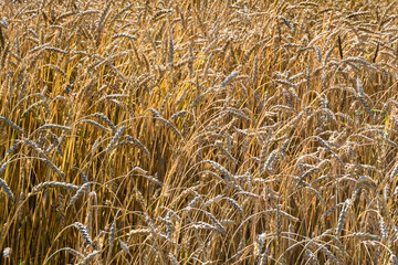 Photography on theme big wheat farm field for organic harvest