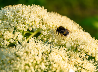 Beautiful wild flower winged bee on background foliage meadow