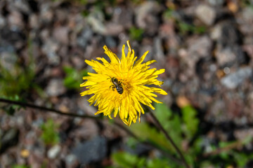 Beautiful wild flower winged bee on background foliage meadow