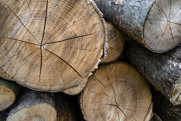 Beautiful wooden fracture old oak, natural texture close up
