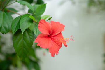 Zanzibar's tropical climate is perfect for producing these stunning, colorful flowers. This photo captures their beauty in full bloom, with the sun shining bright in the background