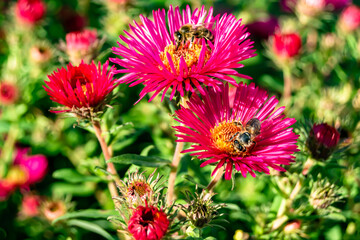 Beautiful wild flower winged bee on background foliage meadow