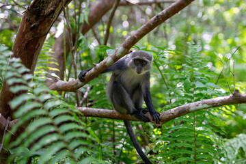 Jozani Forest is a nature reserve in Zanzibar that's home to endemic monkey species, including the red colobus monkey. Visitors can watch these playful creatures swing through the treetops. 