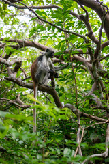Jozani Forest is a nature reserve in Zanzibar that's home to endemic monkey species, including the red colobus monkey. Visitors can watch these playful creatures swing through the treetops. 