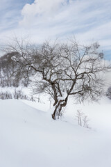 Fototapeta na wymiar A Lonely Tree in The Snow. Giresun Highlands, Black Sea - Turkey