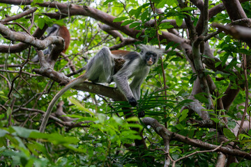 Jozani Forest is a nature reserve in Zanzibar that's home to endemic monkey species, including the red colobus monkey. Visitors can watch these playful creatures swing through the treetops. 