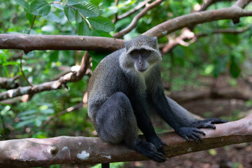 Jozani Forest is a nature reserve in Zanzibar that's home to endemic monkey species, including the red colobus monkey. Visitors can watch these playful creatures swing through the treetops. 