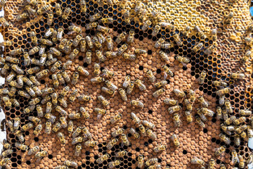 Abstract hexagon structure is honeycomb from bee hive filled