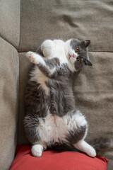 British shorthair cat lying on sofa showing belly