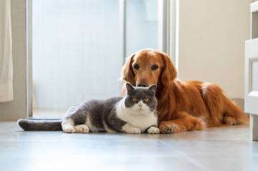 Golden retriever and british shorthair cat get close
