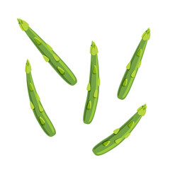 fresh green asparagus isolated illustration