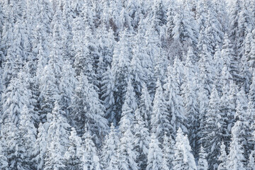 White snow on frozen tree forest natural winter background