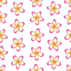 Pink-yellow plumeria seamless pattern.Frangipani flower. Watercolor illustration.Isolated on a white background. For the design of wrapping paper, fabric, women's clothing, notepads, napkins