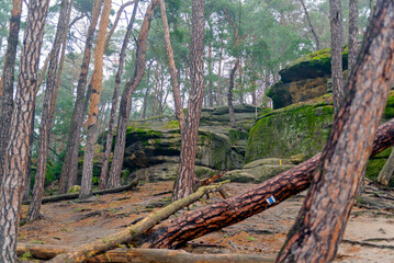 Knocked down trees in the forest. Nature park, mountain trail, landscape, greenery, hike.