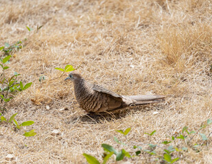 The zebra dove (Geopelia striata), also known as the barred ground dove, or barred dove native to Southeast Asia.They are small birds with a long tail.brown and black hair Has a soft, melodious voice.