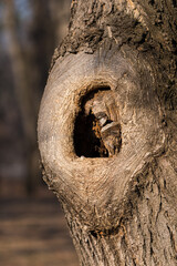 Fototapeta premium A Hollow in an Old Tree Surrounded by the Circular Shape of the Bark and Warmed by the Winter Sun