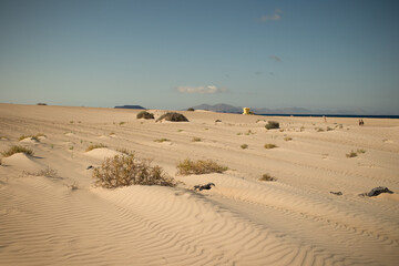 Beautiful desert landscape of a white sand beach, with desert plants. Fuerteventura, Canary Islands, Spain