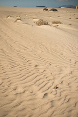 Beautiful desert landscape of a white sand beach, with desert plants. Fuerteventura, Canary Islands, Spain