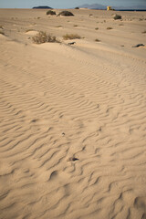 Beautiful desert landscape of a white sand beach, with desert plants. Fuerteventura, Canary Islands, Spain