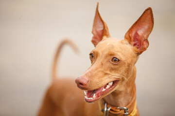 Cirneco dell'Etna Italian breed  hunting dog shot with a shallow depth of field  outdoors