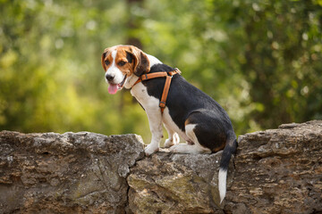 beagle dog sitting on the stone fence