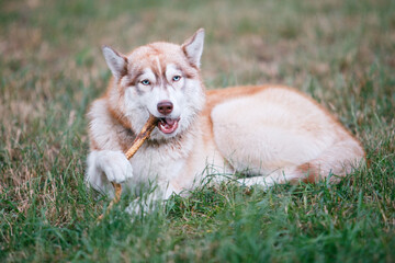 Red husky dog biting a wood stick lying on a green grass