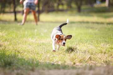 Portrait of surprised husky dog with shallow depth of field