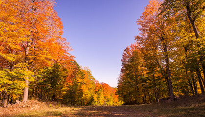 Path in a Canadian forest during a beautiful Indian summer