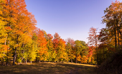 Path in a Canadian forest during a beautiful Indian summer