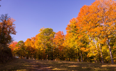Path in a Canadian forest during a beautiful Indian summer