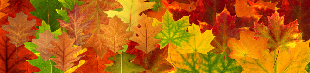  autumn leaves on an orange blurry background