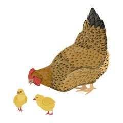 Hen and two chickens. Realistic vector farm birds