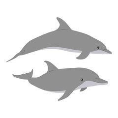 Collection of two Common bottlenose dolphins. Realistic vector secondary water mammals