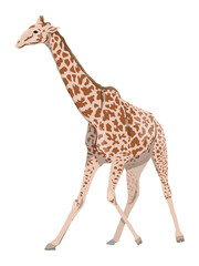 African giraffe. Realistic wild vector animal