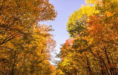 Canadian forest ceiling during Indian summer