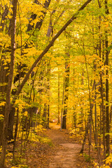 Forest path in a Canadian wood during a beautiful Indian summer