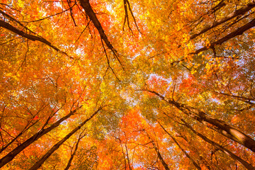 Canadian forest ceiling during Indian summer